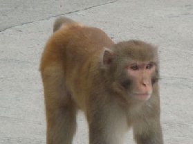 猴子沟自然保护区