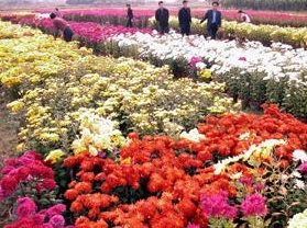 农业产业化花卉基地