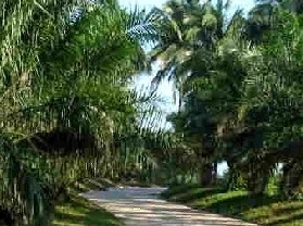 椰子大观园