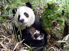 佛坪大熊猫保护区