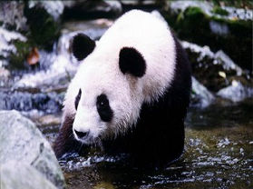 大熊猫自然保护区